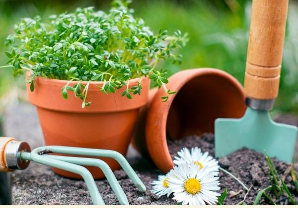 Gardening and landscaping